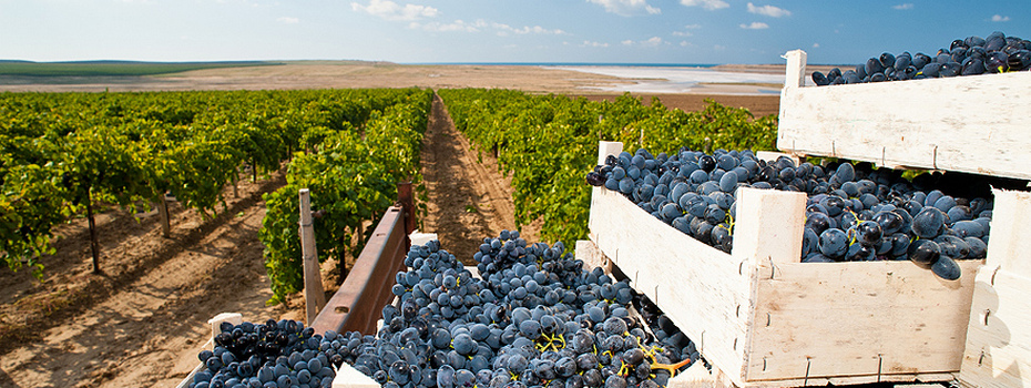 Круизный туристический поезд «К виноградникам у моря»